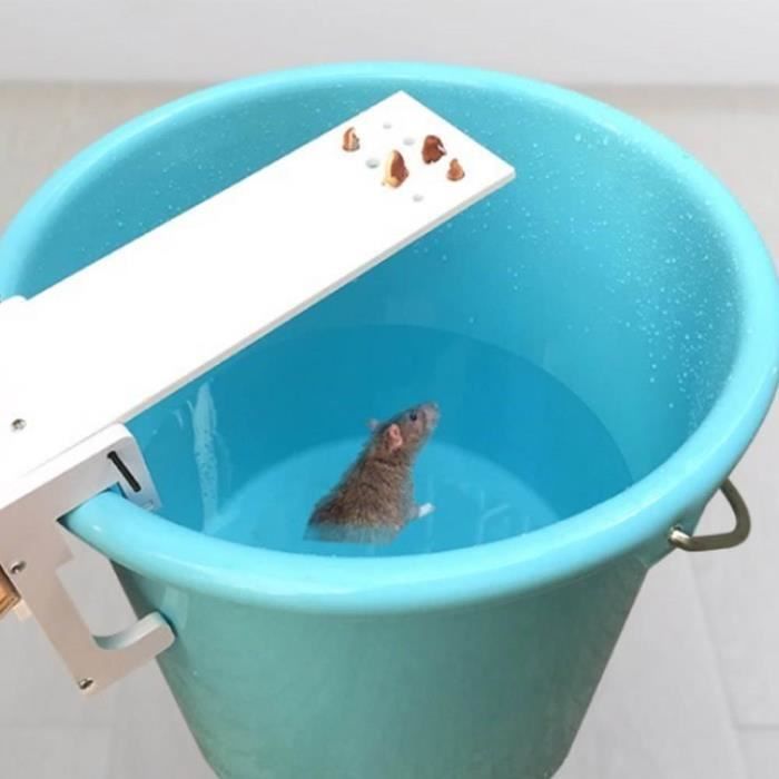 Lot 10 Pièges à Souris En Bois Sans Plastique - Fabriqués En Allemagne, Efficaces Et Réutilisables
