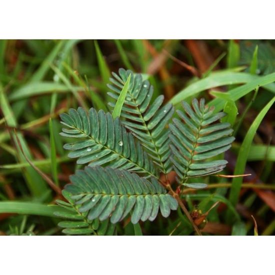 saflax mimosa pudique 70 graines mimosa pudica cdiscount jardin