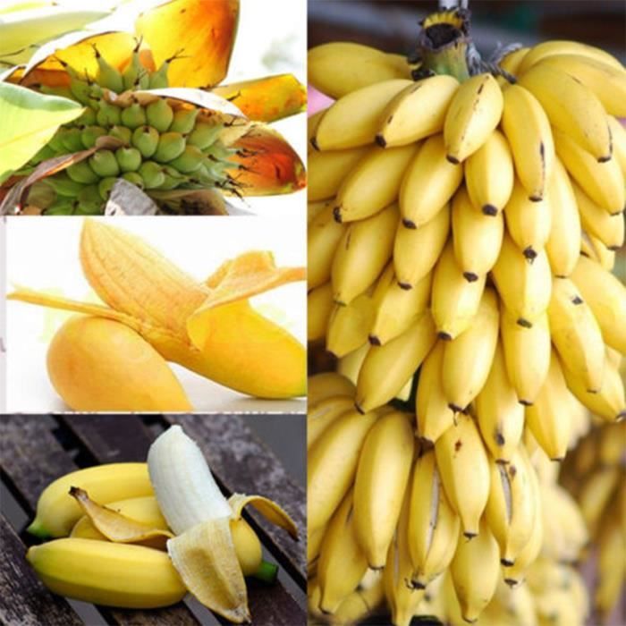 100 Pcs Rare Nain Banane Arbre Graines Mini Bonsaï Graine Exotique Jardin Jardin Plantes