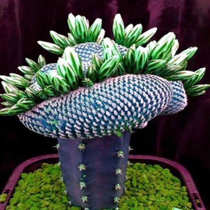 1 Sac Super Rare Graines Africaines Cactus Plante Grasse Arbre Purifier Air Décor Bonsaï