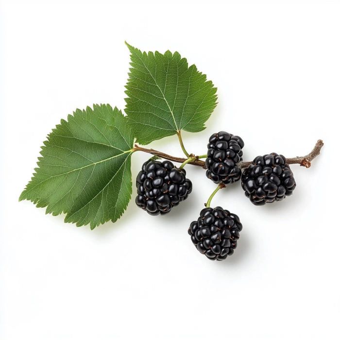 80 Graines de Mûrier Noir (Morus Nigra) - SemiSauvage Permaculture - graines reproductibles