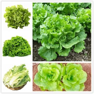 Blanc Super ballon fleur jardin 1000pcs maison plante vegitable graines /_ UI
