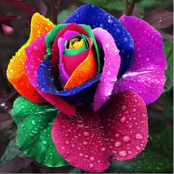 150 Graines De Rose Semer Multi Couleur Fleur Flower Seeds Plante Jardin Rainbow