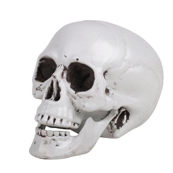 Une Tête de mort crâne anatomique taille réel - Cdiscount Maison
