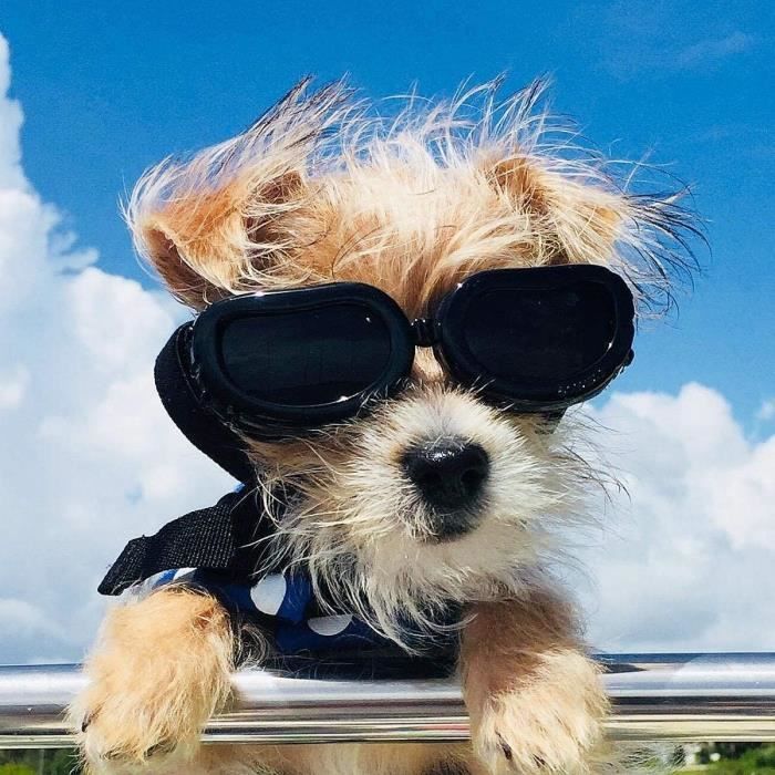 Lunette soleil pour hotsell chien