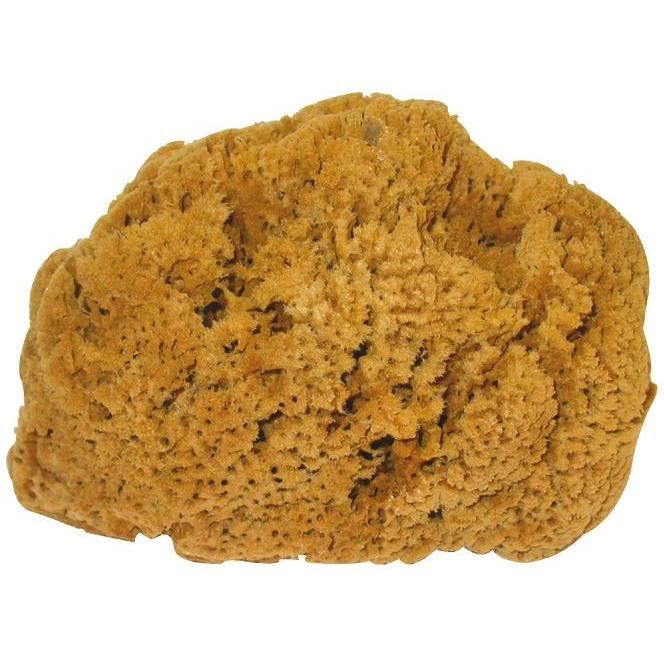 Eponge de mer naturelle
