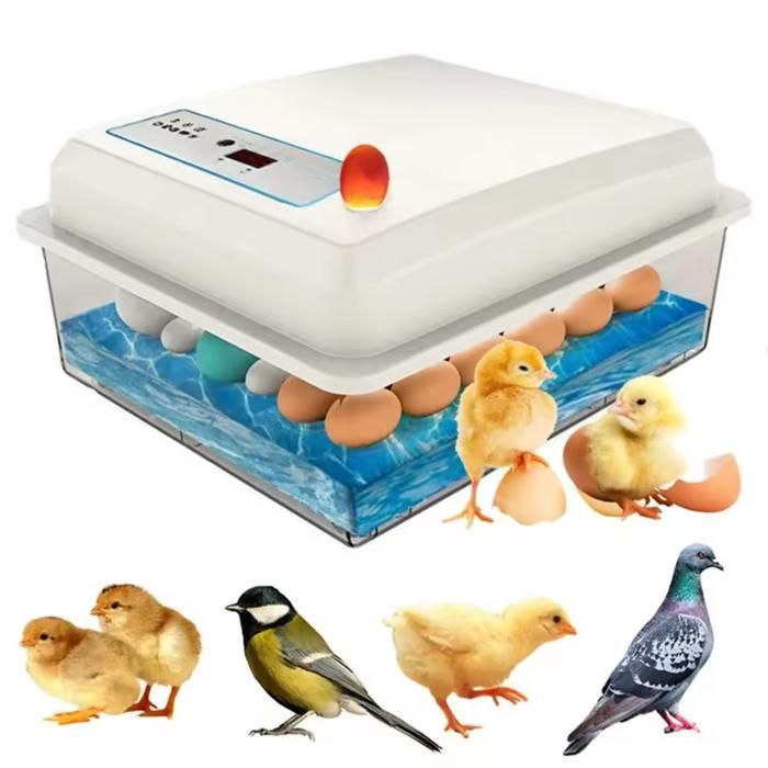 Meilleurs prix pour Couveuse Oeuf Automatique, Incubateur d'œuf couveuse automatique,Affichage de l'humidité,Couveuse Automatique,  Incubateur 20 œufs