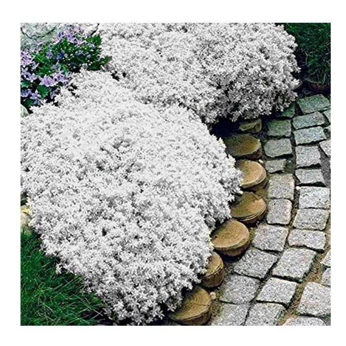 Pinkdose® 1000 Graines De Thym Rampant - Magic Carpet - Thymus Serpyllum - Couvre-sol Vivace