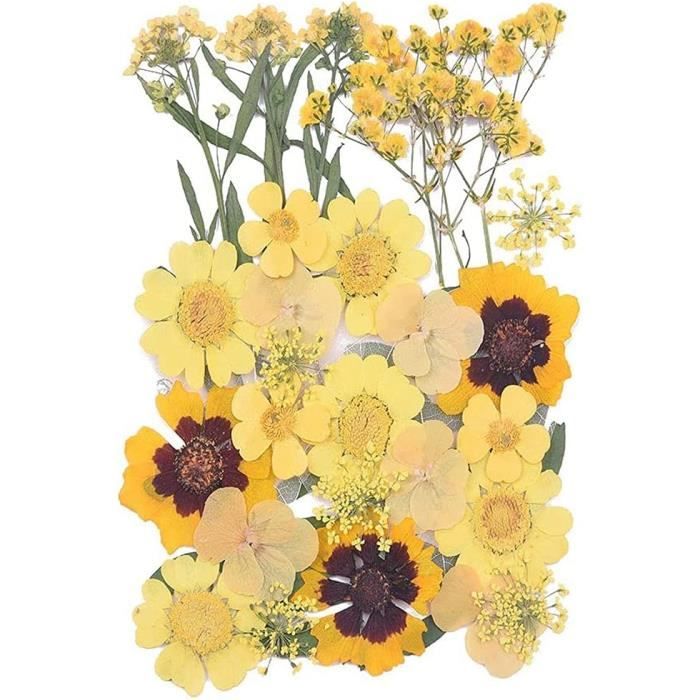 3 Paquets Fleurs Pressées Séchées Naturels Mixte Pour Bricolage