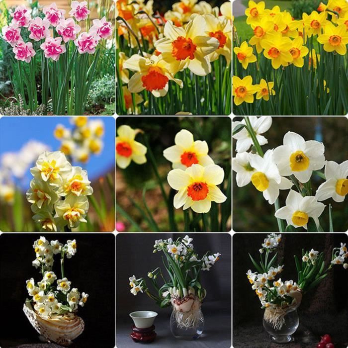 Graines Semence Adorable Flower Graines Parfum/ées Fleurs 100 Narcisses 100 pcs Ncient Graines de Jonquille