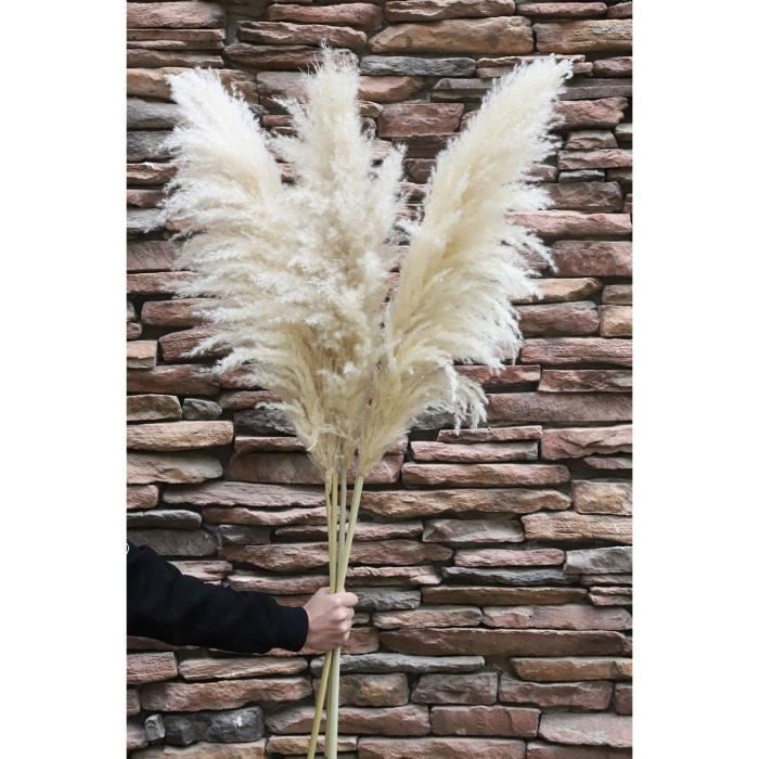 Herbe de la pampa séchée, grande taille, à peine 100 cm de long, herbe de  la pampa beige moelleuse, décoration bohème (couleur[122] - Cdiscount Maison