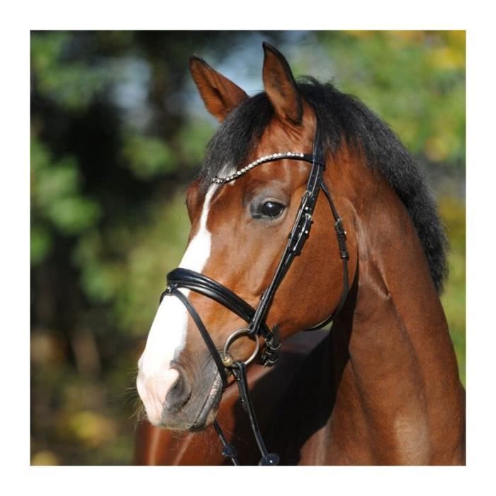 Croupière Réglable Pagony En Cuir – Taille Cob, Boucles Solides, Finition Soignée