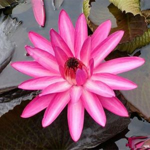 GRAINE - SEMENCE 10pcs Multicolore Lotus (Lotus) Graine - Rose