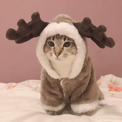 manteau chaud pour chat
