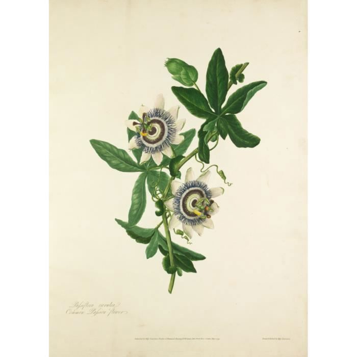Poster Affiche Passiflora caerulea Planche Illustration Botanique Ancienne Fleur Exotique 31cm x 43cm