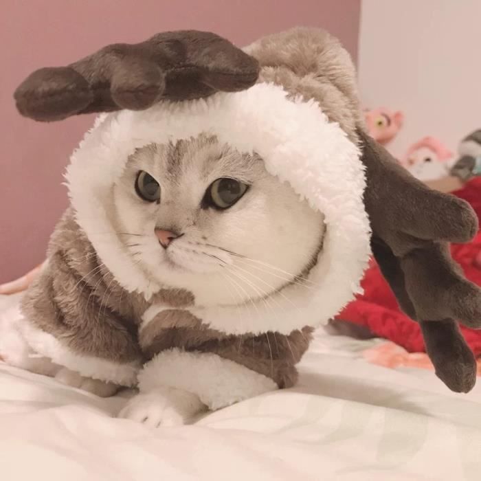 Manteau Blouson Hiver chat vetements chaud polaire animal de compagnie Costume pour petits chats chaton combinaisons Type Brown M Cdiscount