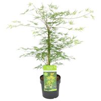 Acer palmatum 'Emerald Lace' – Érable du Japon – Arbuste - Rustique – D19 cm - H60-70 cm
