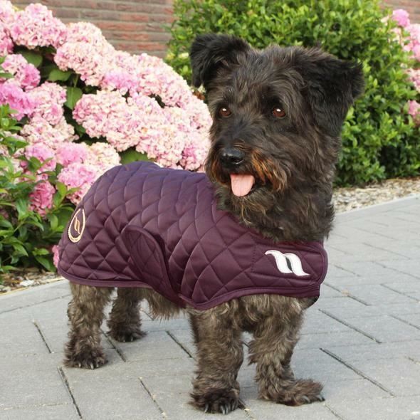 Manteau chien back on track clearance