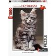 Puzzle 1000 pièces - Nathan - Chaton Maine Coon - Animaux - Adulte-0