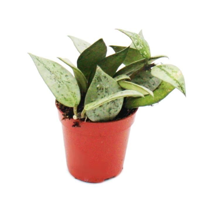 Mini plante - Hoya krohniana - fleur de porcelaine - Idéal pour les petits bols et verres - Petite plante en pot de 5,5 cm
