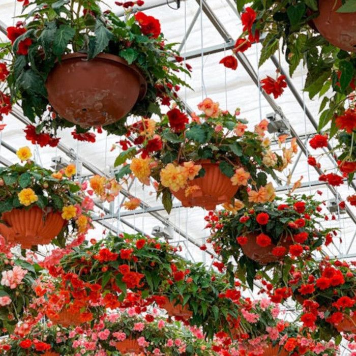 Bulbe de Bégonia cascade en mélange Cdiscount Jardin — free download