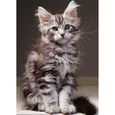 Puzzle 1000 pièces - Nathan - Chaton Maine Coon - Animaux - Adulte-1