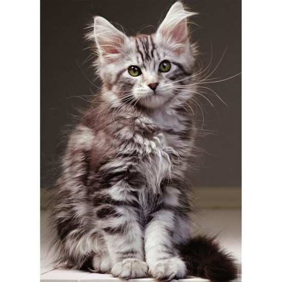 Puzzle N 1000 P Le Chaton Maine Coon Cdiscount Jeux Jouets