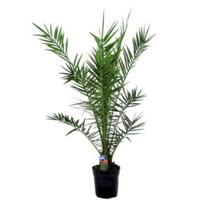 ARBRE - BUISSON Phoenix Canariensis – Palmier dattier – Palmier – Persistant – D21 cm - H100-110 cm