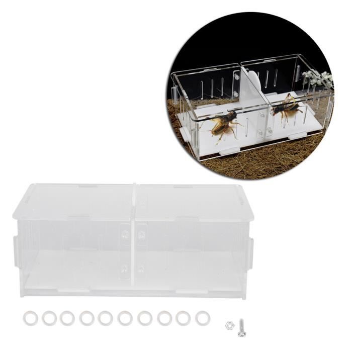 Papillons En Bois Boîte D'Affichage Pour Échantillons Boîte De