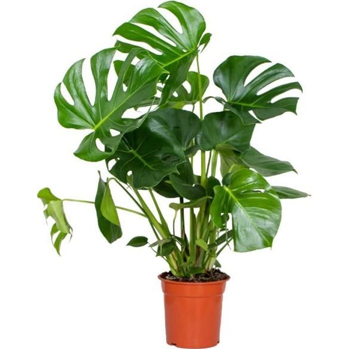 Monstera Deliciosa - Plante trouée - Plante d'intérieur - Purificateur d'air – D21 cm - H70-80 cm