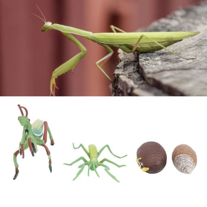 Jouet Cycle De Vie Insectes – Lot 3 Modèles (Papillon, Mite, Grenouille) – 13 Étapes Réalistes – Apprentissage Éducatif Dès 3 Ans – Plastique ABS