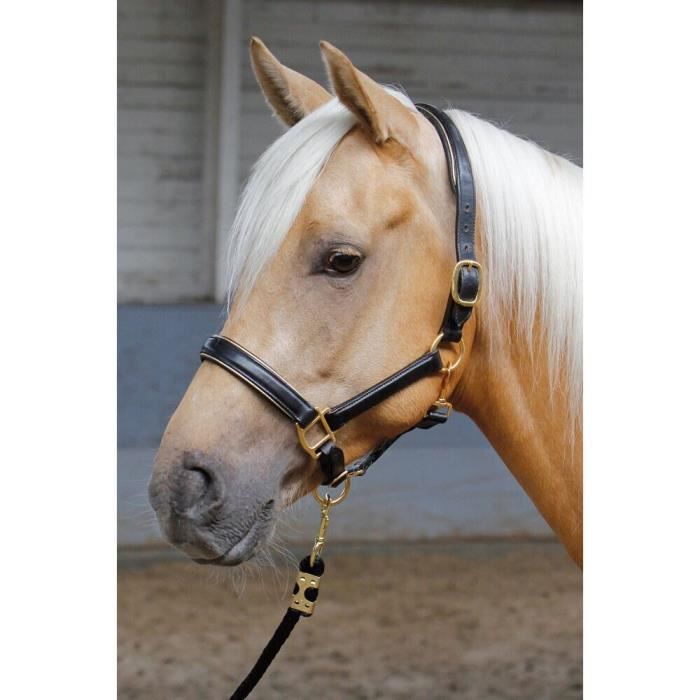Harry's Horse Licol En Cuir Noir Doublé – Passepoil Or Ou Argent, Rembourrage Épais, Confort Optimal Pour Cheval