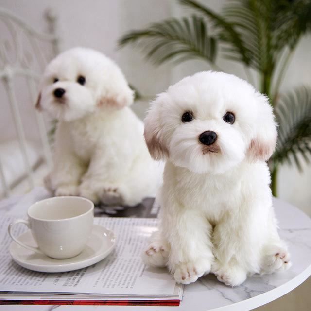 A 1pc Blanc Maltais Chiot En Peluche Jouet Mignon Peluche Chien Simulation Pet Kawaii Moelleux Bebe Poupee Cadeau Danniversaire Cdiscount A 1pc Blanc Maltais Chiot En Peluche Jouet Mignon Peluche Chien Simulation Pet Kawaii Moelleux Bebe Poupee Cadeau Danniversaire Cdiscount