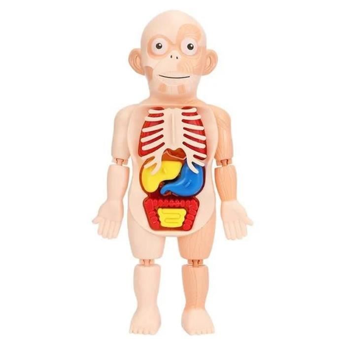 Modèle de corps humain Jouet pour enfants DIY miniature puzzle du corps  humain Modèle de sablage de petit enfant Jeu d'anatomie - Cdiscount Jeux -  Jouets