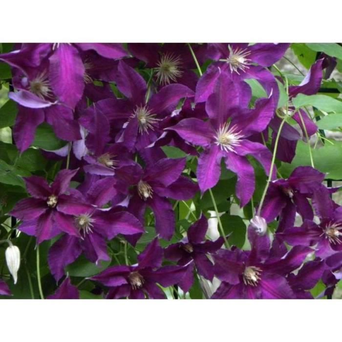 Clématite vostok c 2 litres - fleur violette - Cdiscount Jardin