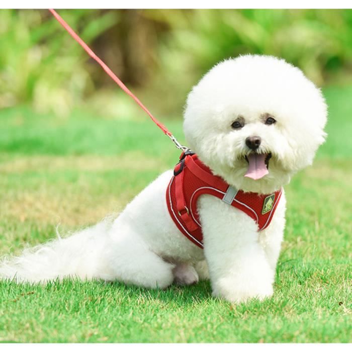 Meilleurs prix pour PAWZ ROAD Haute Qualite Nouveau Harnais Laisse Ensemble de Réfléchissant Pour Petit Chien/Chat/Choit XS