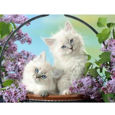 Bimkole DIY 5D Diamond Painting Kits Chat, Animaux