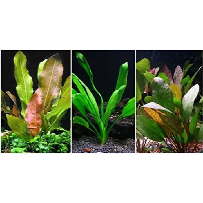 Potted Anubias Bundle - 3 Species - Barteri, Coffeefolia, Nana - Easy Aquarium Plants 1D3L3K