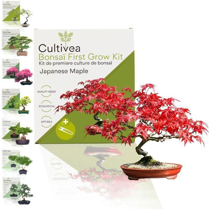 Meilleurs prix pour CULTIVEA® Kit First Bonsai Japanese Maple - Prêt à Pousser avec Graines & Accessoires – Idée Cadeau Jardinage - Made In France