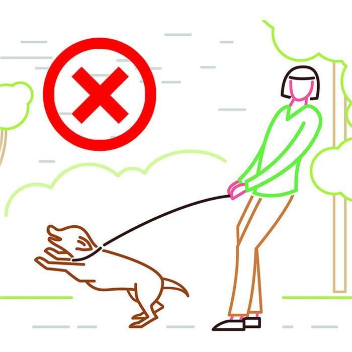 Meilleurs prix pour Laisse à boucle pour chien - SALUTUYA - Nylon tressé - 06x130 cm - Pour petits chiens - Confortable