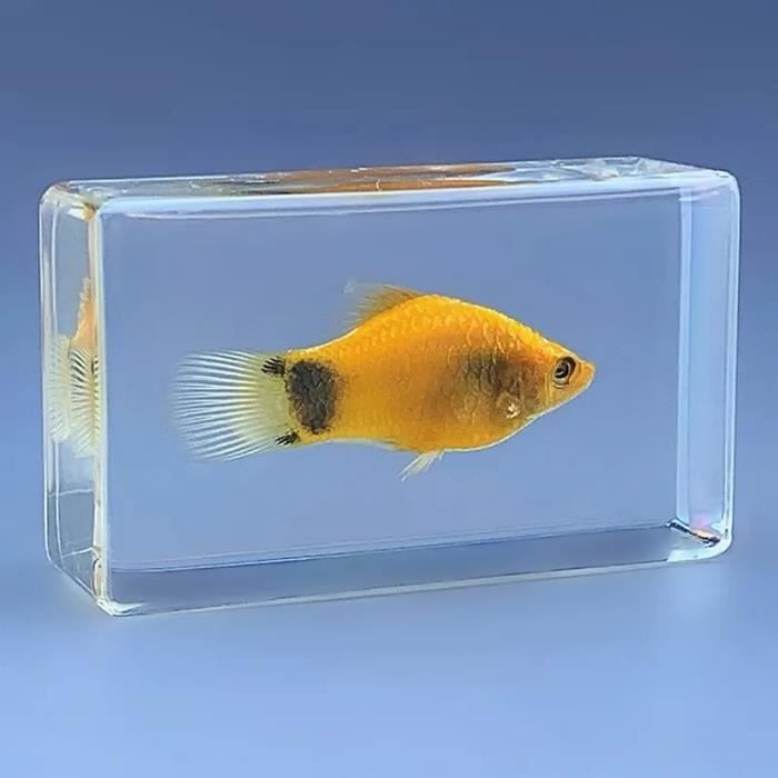 Lot De 12 Spécimens D'Insectes Réels En Résine Transparente - Véritables Insectes Scellés, Presse-Papiers Éducatifs, Idéal Pour Enfants Curieux Et Collectionneurs