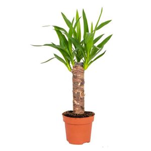 FLEUR ARTIFICIELLE Yucca | Lys de palmier par pièce - Plante d'intérieur en pot de culture D12 - H35-45 cm