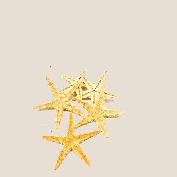Wallpaper Etoiles De Mer 10g Naturel Achat Vente Decors De Table For Android Free
