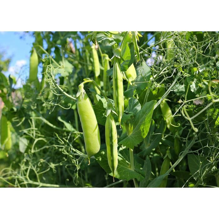 Lot de 50 Graines de PETITS-POIS DOUCE PROVENCE