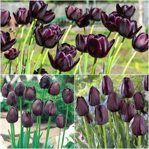 ZLKING Rare 2 Pcs bulbes Tulipes FlowersTulip Fleurs Plantes pour Jardin Haute Germination Tarif 6 