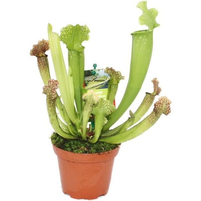 Tube plant - Sarracenia - Pot de 9cm