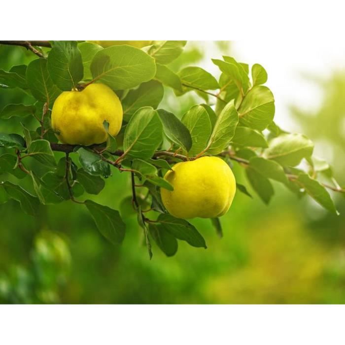 15 Graines de Cognassier - arbre fruitier coing- méthode BIO