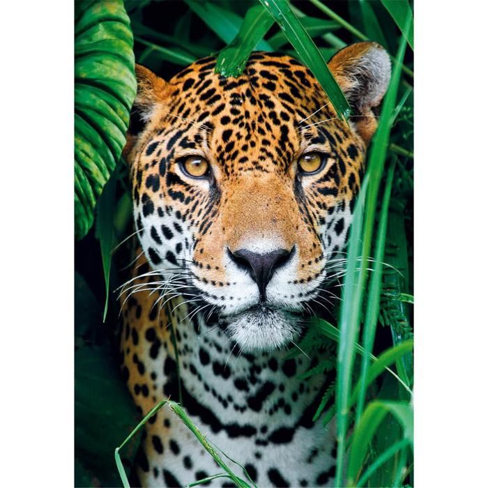 Puzzle 500 pièces + poster : Jaguar dans la jungle Clementoni Puzzles
