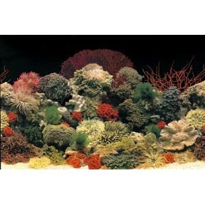 Comparer les prix de Poster pour aquariums (Taille: XL