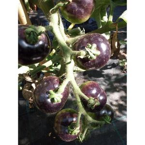 GRAINE - SEMENCE Souked 20 Graines Violet Tomate cerise fruits biol